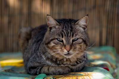 猫咪 老虎 动物医院 动物 捕食者 猫 毛皮 哺乳动物 食肉动物