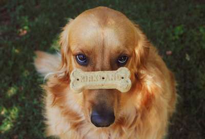 金毛猎犬 狗 小狗 猎犬 动物 可爱的 宠物 毛皮 饼干