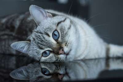 猫 猫科动物 小猫 肖像 猫画像 看 反射 猫的眼睛