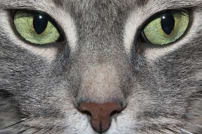 猫咪 绿眼睛 猫眼 动物 宏 看法 猫眼 猫眼 猫眼 猫眼