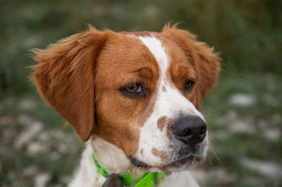 狗 宠物 动物 布列塔尼 西班牙猎犬 国内的 犬类 哺乳动物
