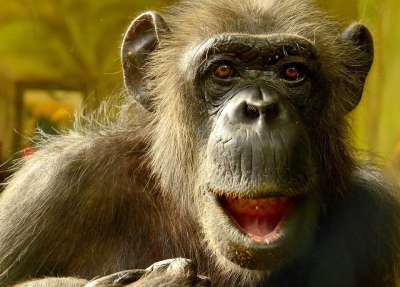 漫画 Chimpansee 特写 动物 黑猩猩 野生动物 猿 猴