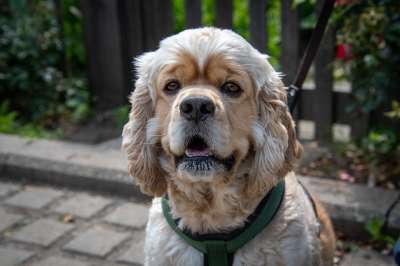 狗 美国可卡犬 宠物 长毛狗 婊子 男性 动物肖像 狗品种