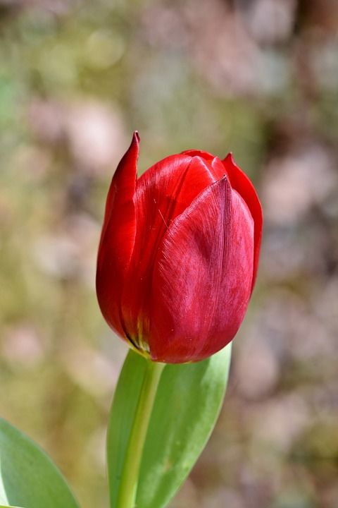 郁金香 郁金香花 郁金香田 开花了 切花 春天的花朵 春天 花