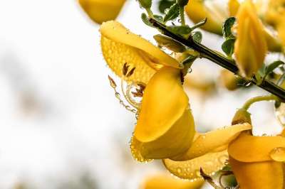 扫帚 Genista 黄色的花 植物 开花 雨滴 春天 自然