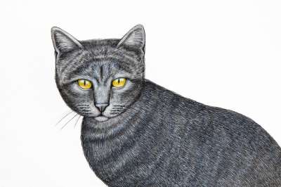 有趣的 猫 画画 图纸 宠物 动物 可爱的 草图 艺术的 基蒂