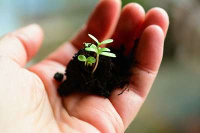 植物 小植物 母猪 生长 培育 树苗 幼苗 园艺 绿色 花园土