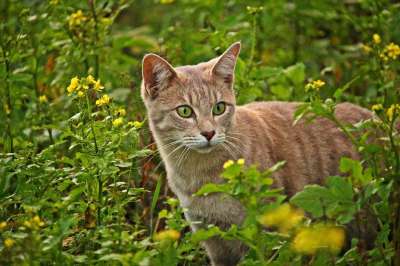 猫 品种猫 开花 花 芥菜籽 场地 小猫 鲭鱼 虎猫 猫眼
