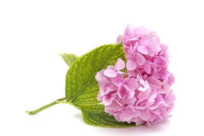 母亲节快乐 粉色绣球花 叶子 桌面 自然 花 特写 春天 花的