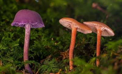 小蘑菇 蘑菇 海绵 Moss条蘑菇 迷你蘑菇 木耳 森林蘑菇