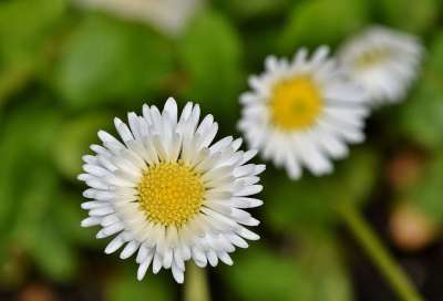 雏菊 春天 开花 花 植物 尖花 草地 关闭 大器晚成 自然