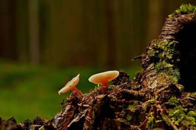蘑菇 森林蘑菇 真菌学 苔藓 森林地面 自然