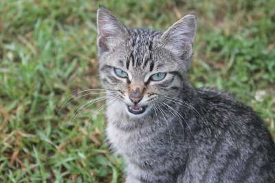 猫 动物 生气的 可爱的 狮子 宠物 小猫 野猫 甜的 眼睛