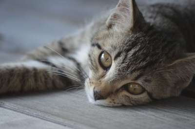 猫 老虎 家猫 年轻的猫 甜 可爱的 家畜 Tigerkstze