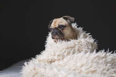 可爱的 动物 品种 犬类 狗 国内的 有趣的 毛皮 小的 看着