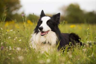 边境牧羊犬 牧羊犬 狗 宠物 犬类 动物 说谎 毛皮 鼻子