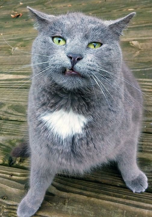 猫 有趣的 愚蠢的 面对高飞 动物 可爱的 宠物 猫科动物 基蒂