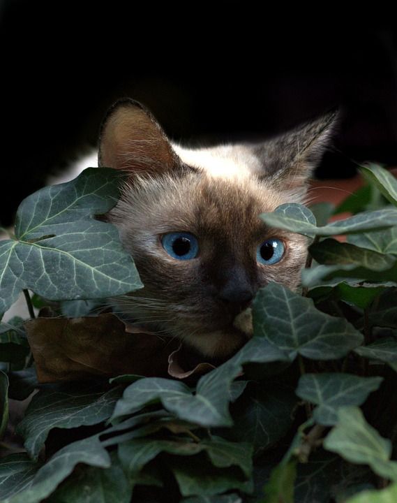 那只猫 缅甸语 蓝眼睛 隐 树叶 猫似的 美丽的
