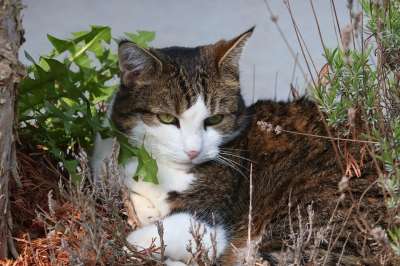 猫 隐 手表 潜伏 在潜伏 家畜 关闭 细心 偷偷 肖像