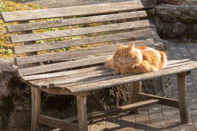 猫 红色的 家猫 自在 太阳 家畜 动物 红虎斑 可爱的 毛皮