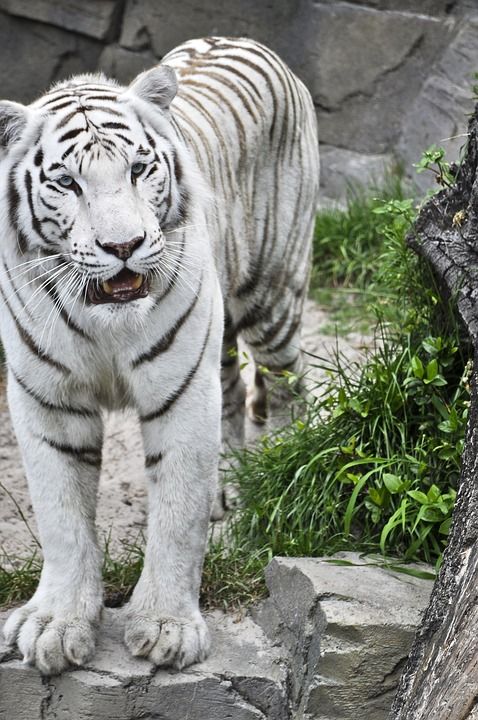 老虎 二 野生动物 野猫 动物