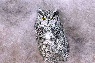 猫头鹰 鸟 艺术 抽象 优质的 动物 艺术的 设计 肖像 画画