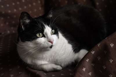猫 拉长 扶手椅 看看猫 动物 驯化 黑色 白色的
