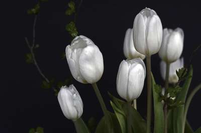 母亲节快乐 郁金香 春天 白色的 绿色 郁金香花 开花 花 自然