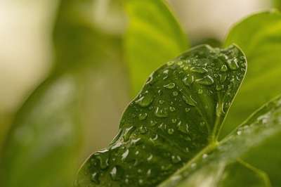 叶子 植物 雨滴 露 露滴 飞沫 湿的 绿化 森林 花园