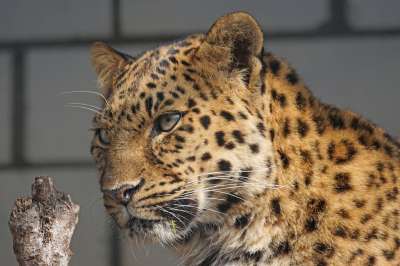 远东豹 豹 关闭 大猫 细心 捕食者 野生动物 肖像 动物