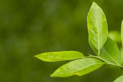床单 柠檬 茶 模糊 果汁 健康 维生素C 自然 叶子 植物
