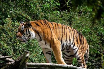 老虎 动物 野生动物 捕食者 野猫 大猫 危险的 条 食肉动物