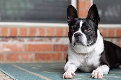 狗 宠物 动物 犬类 小狗 毛皮 可爱的 鼻子 懒惰的 疲劳的