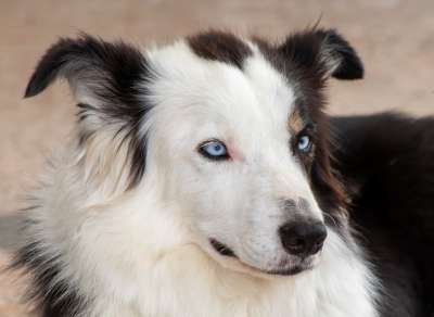 狗 边境牧羊犬 犬类 宠物 国内的 哺乳动物 头 眼睛 肖像