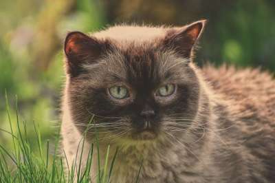 英国短毛猫 猫 可爱的 家猫 纯种 品种猫 家畜 毛皮 短发