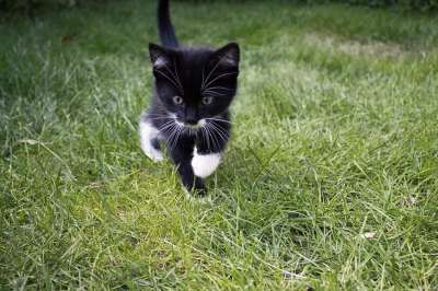 猫咪 动物 草 宠物 猫 哺乳动物 动物医院 宿醉 猫脸