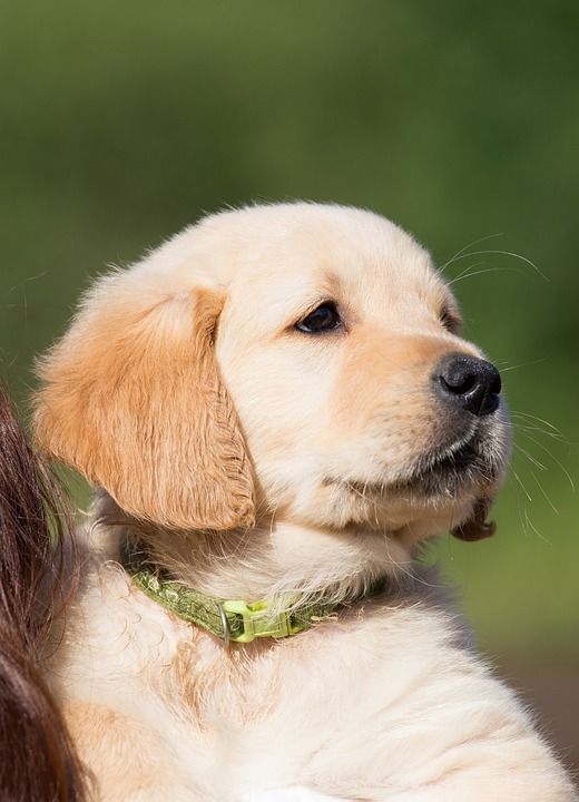 狗 小狗 金毛猎犬 年轻 纯种狗 在免费 户外 家畜