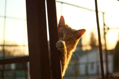 猫 隐藏 落下 铁锈 暮光