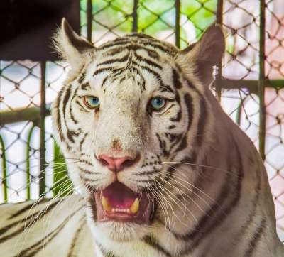 老虎 动物 白色的老虎 动物园 大猫 条纹 猫科动物 哺乳动物