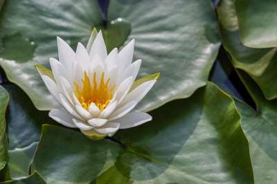 莲花 花 池塘 水生植物 温泉 冥想 自然 莲花 莲花 莲花
