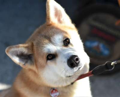 狗 种族 秋田犬 白色的 浅褐色的 眼睛 脸 鼻子 肖像 看法