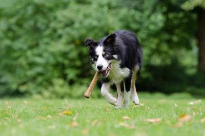 边境牧羊犬 带骨头的狗 嘴里有骨头的狗 俏皮的 草地 公园 夏天