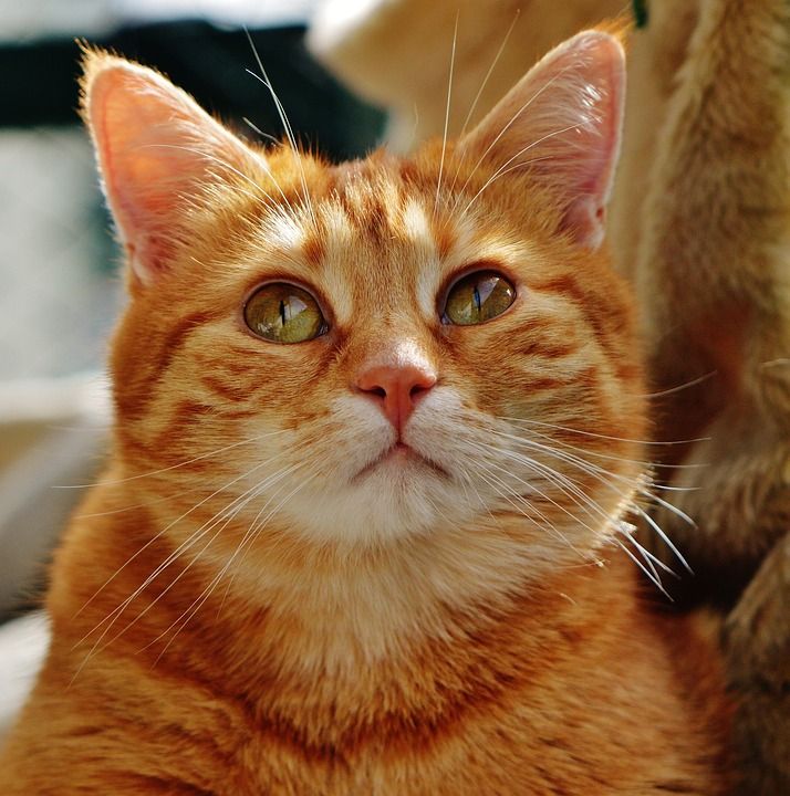 猫 宿醉 红色的 可爱的 鲭鱼 老虎 舒适 动物 家猫 毛皮