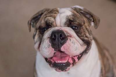 斗牛犬 英国牛头犬 狗