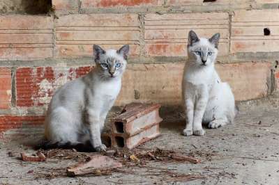 猫 宠物 动物 猫科动物 国内的猫 哺乳动物 可爱猫咪 可爱的猫