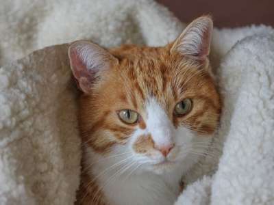 猫 红色白色 鲭鱼 宿醉 欧洲短毛 家猫 美丽的 白色口罩