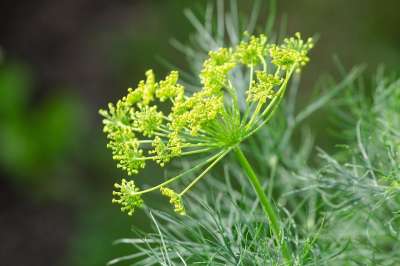 莳萝 黄瓜 伞形科 调味料 烹饪草药 芳香植物 草本植物 开花