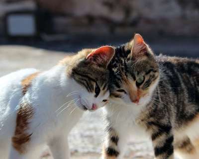 猫 可爱的 小猫 基蒂 俏皮的