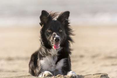 动物 狗 边境牧羊犬 海滩 宠物
