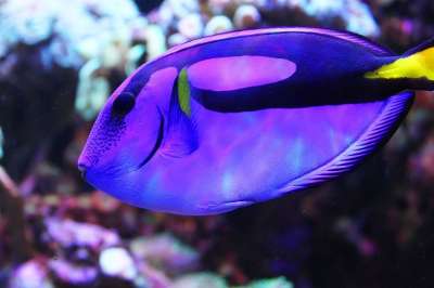 鱼 多莉 水族馆 蓝色 水下 无言 航海的 无锡鑫春体育用品有限